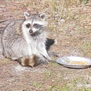 Meet your Posher, Janet